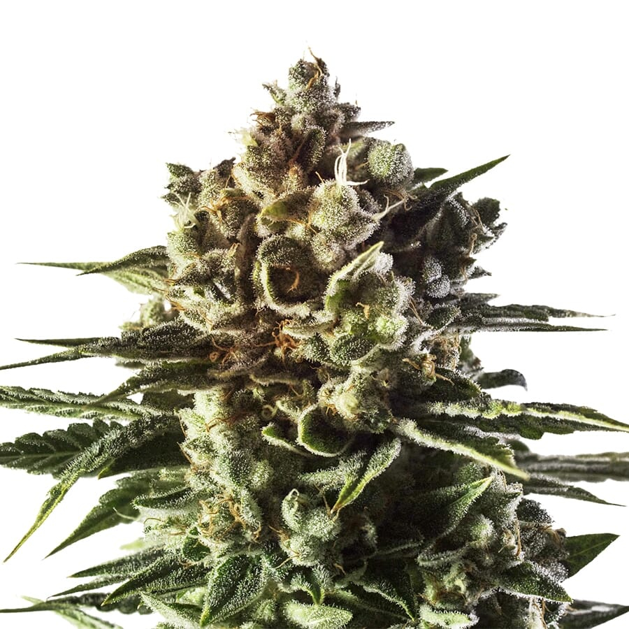 Boogie Nights ® Feminized Strain