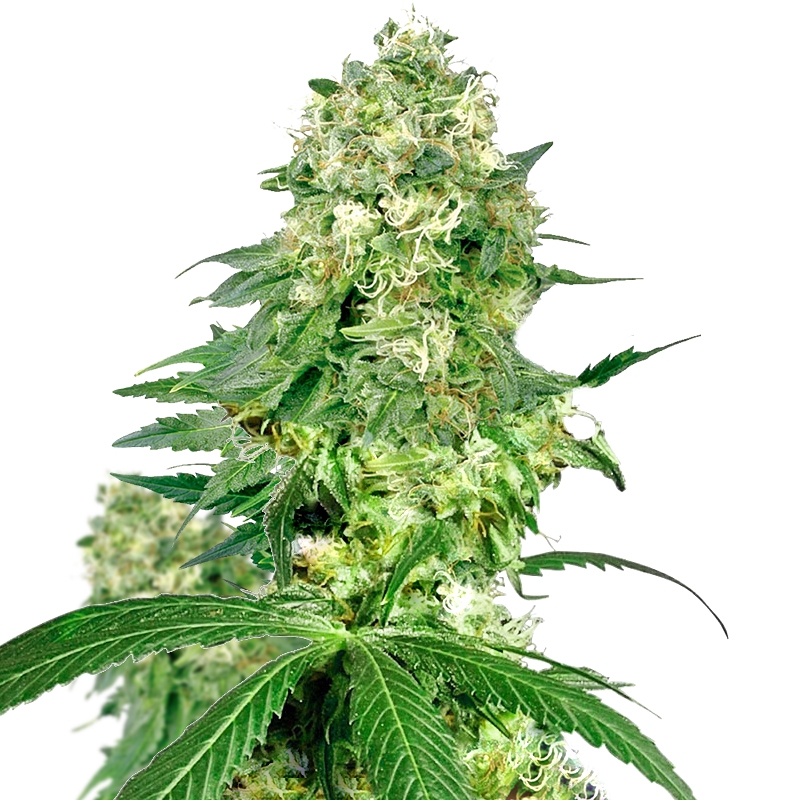 La Blanca Feminized Seeds