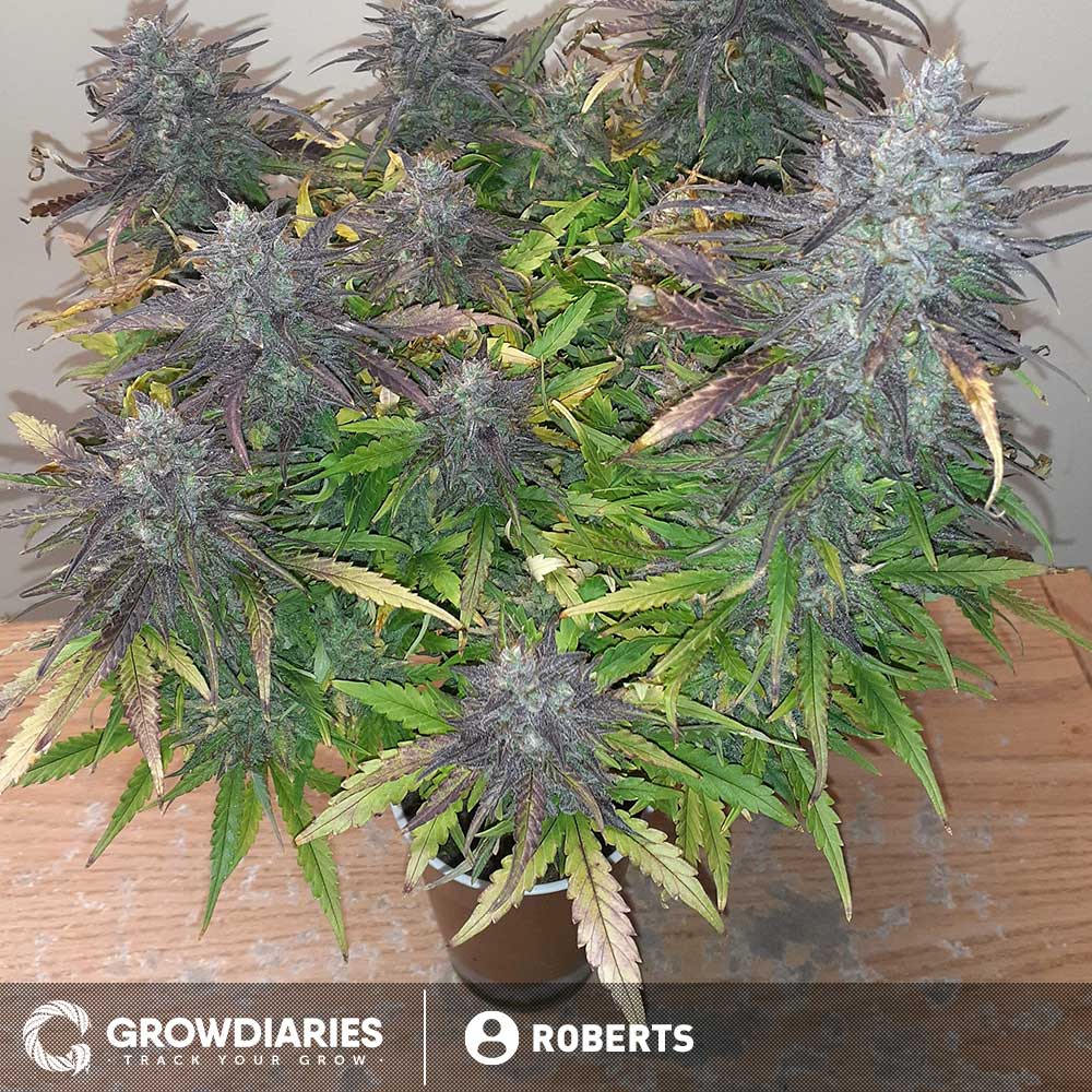 Forest Fruits Autoflower Seeds