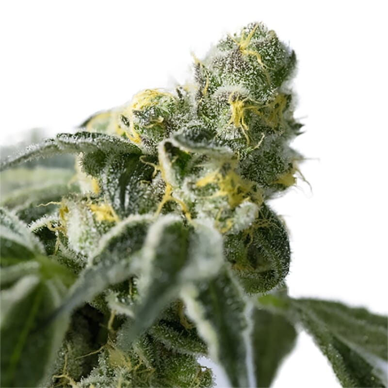 Big Bud Marijuana Strain