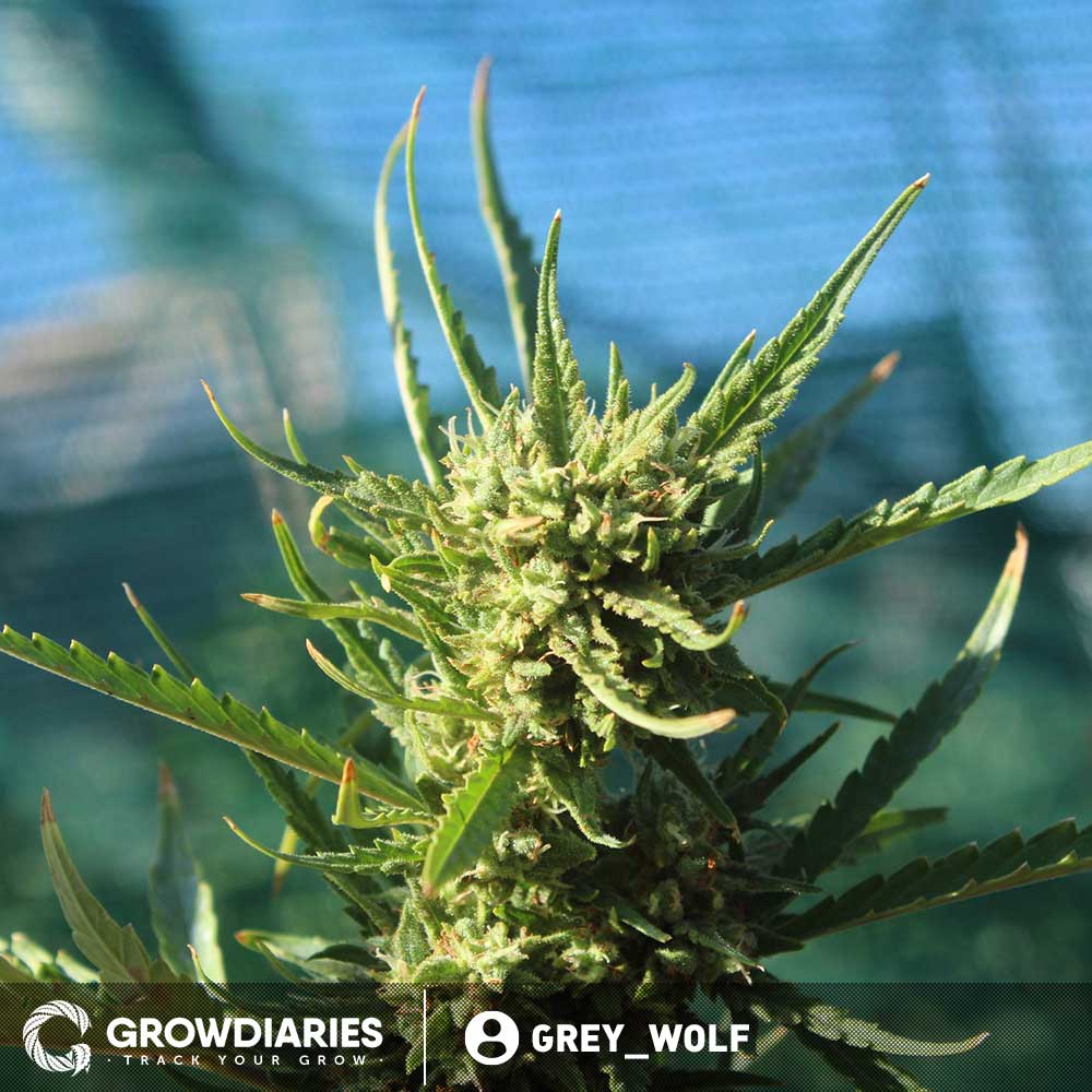 Chocolope Feminized Marijuana Seeds