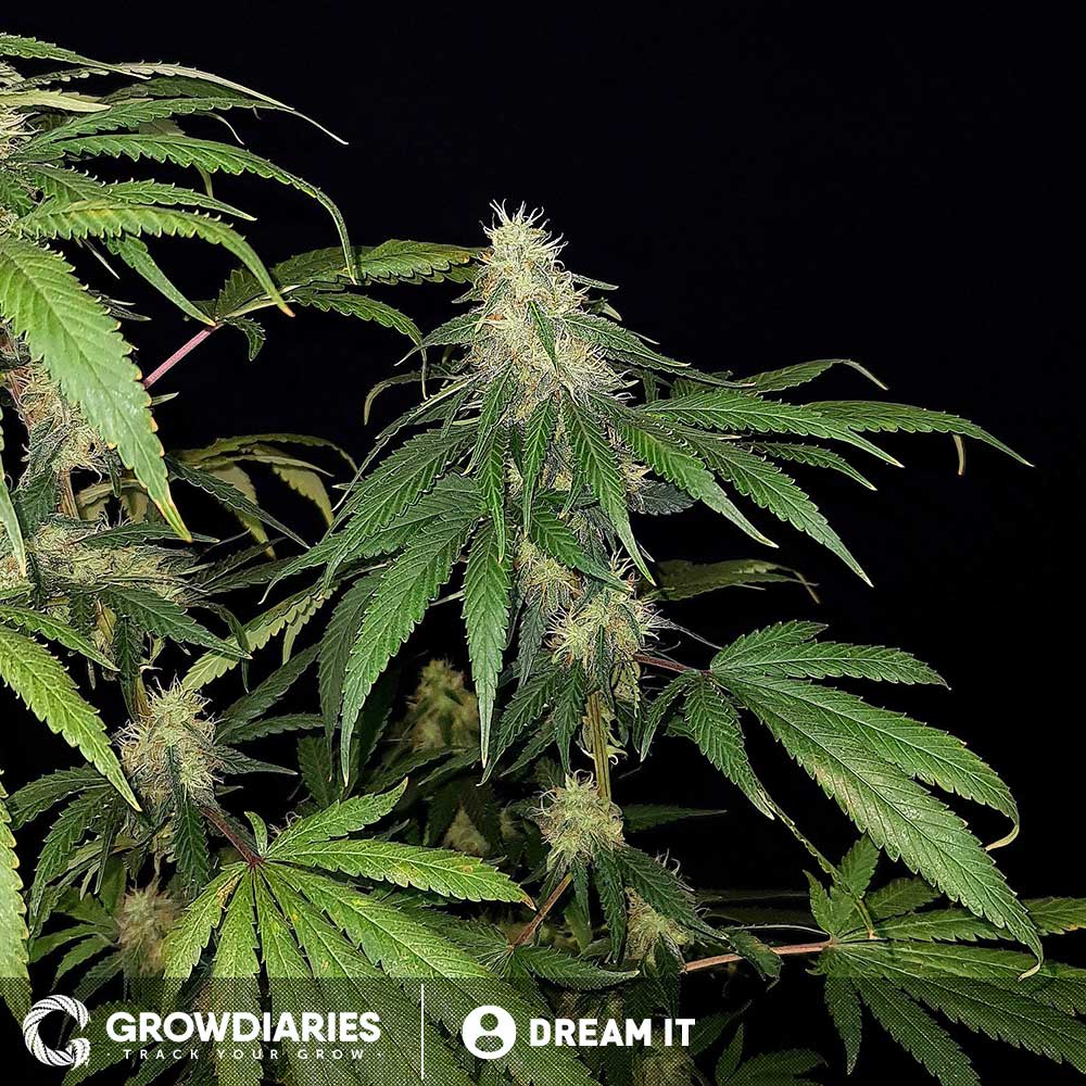 Borderliner XTRM ® Feminized Seeds