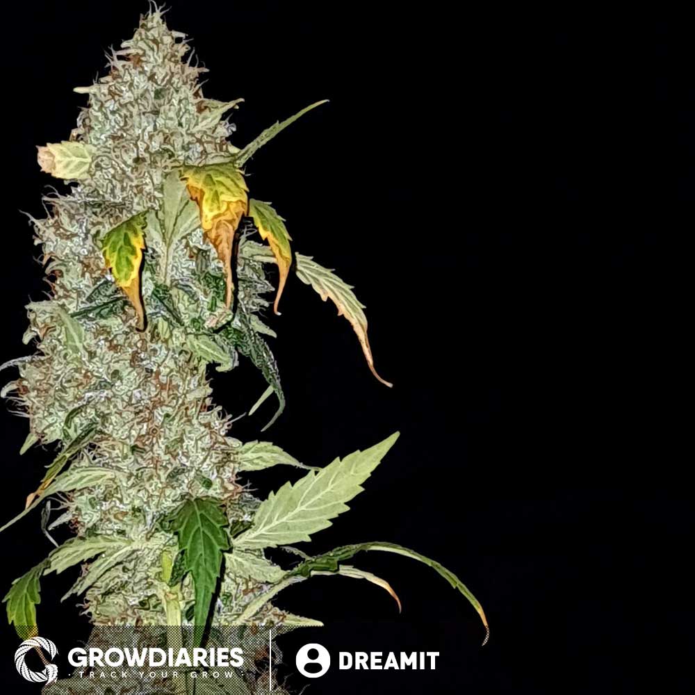 Strawberry Ice ® Feminized Seeds