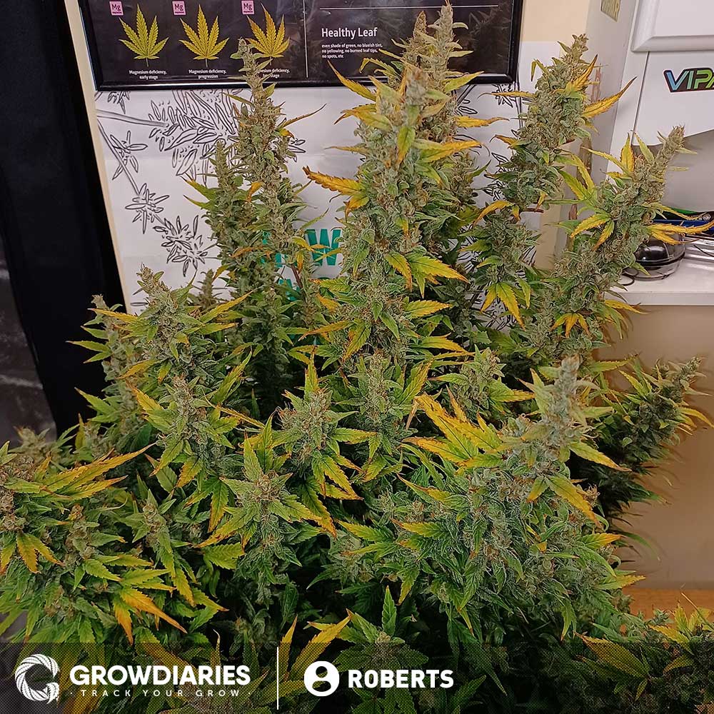 Big Bud Autoflower Seeds