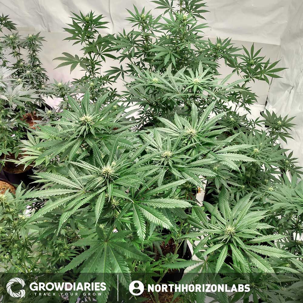 Rainbow Kush Feminized Seeds