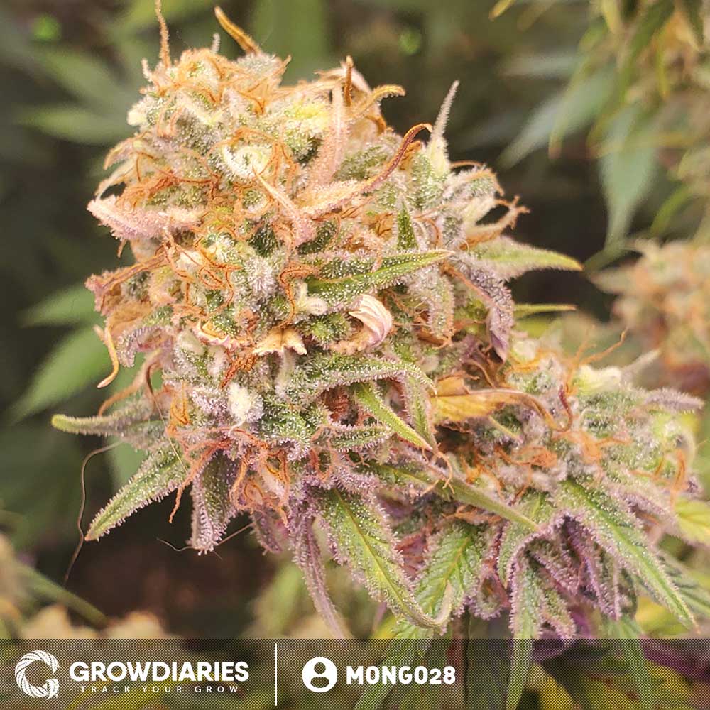 AMS XTRM ® Feminized Seeds