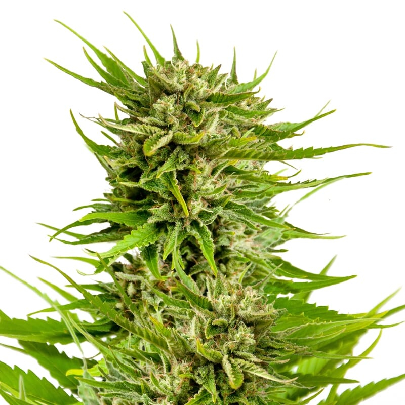 White Widow Supreme feminized marijuana seeds - AMS