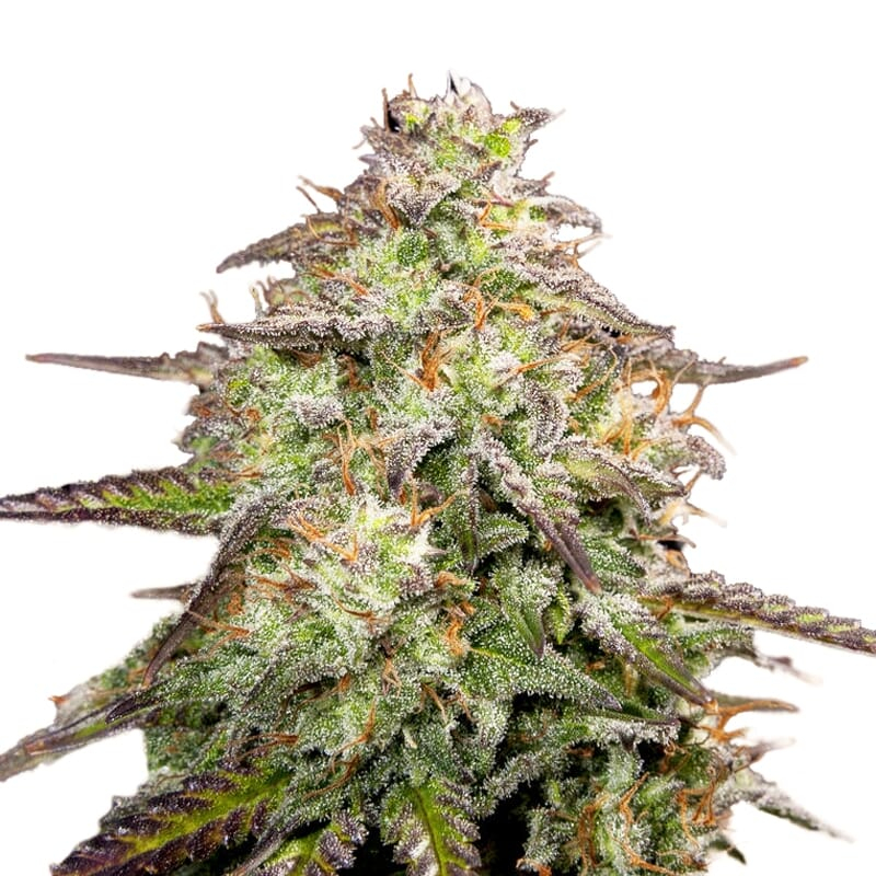 MOAB - Mother of All Buds ® Feminized Seeds