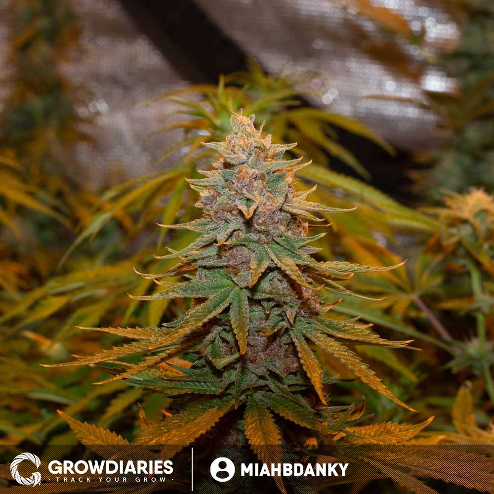 Blueberry Muffin Feminized Seeds