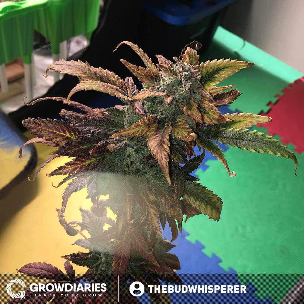 Borderliner XTRM ® Feminized Seeds