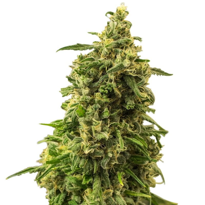 White Widow Strain