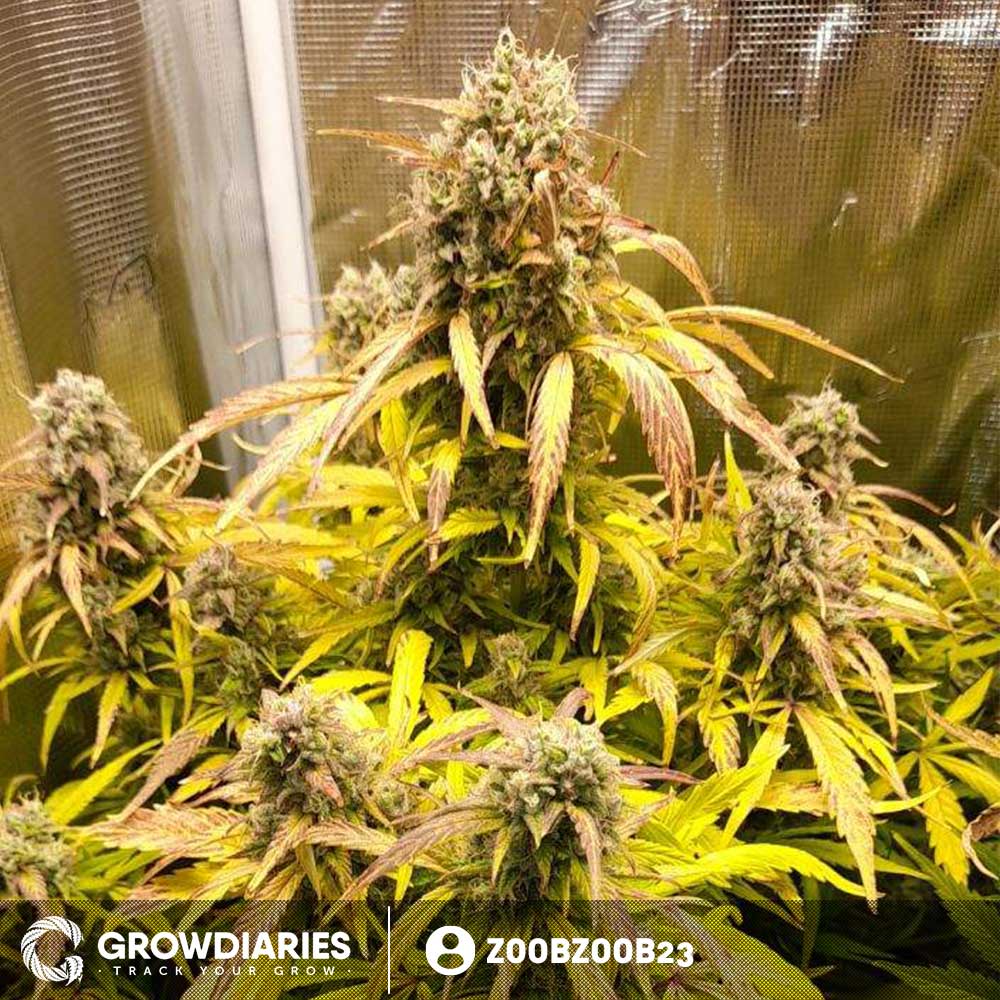 Grow Pineapple Express Pot