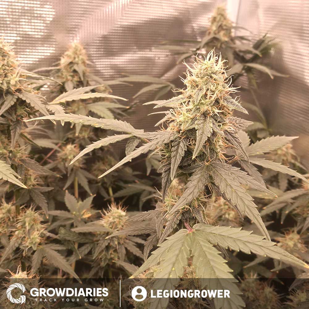 Limoncello Haze ® Autoflower Seeds