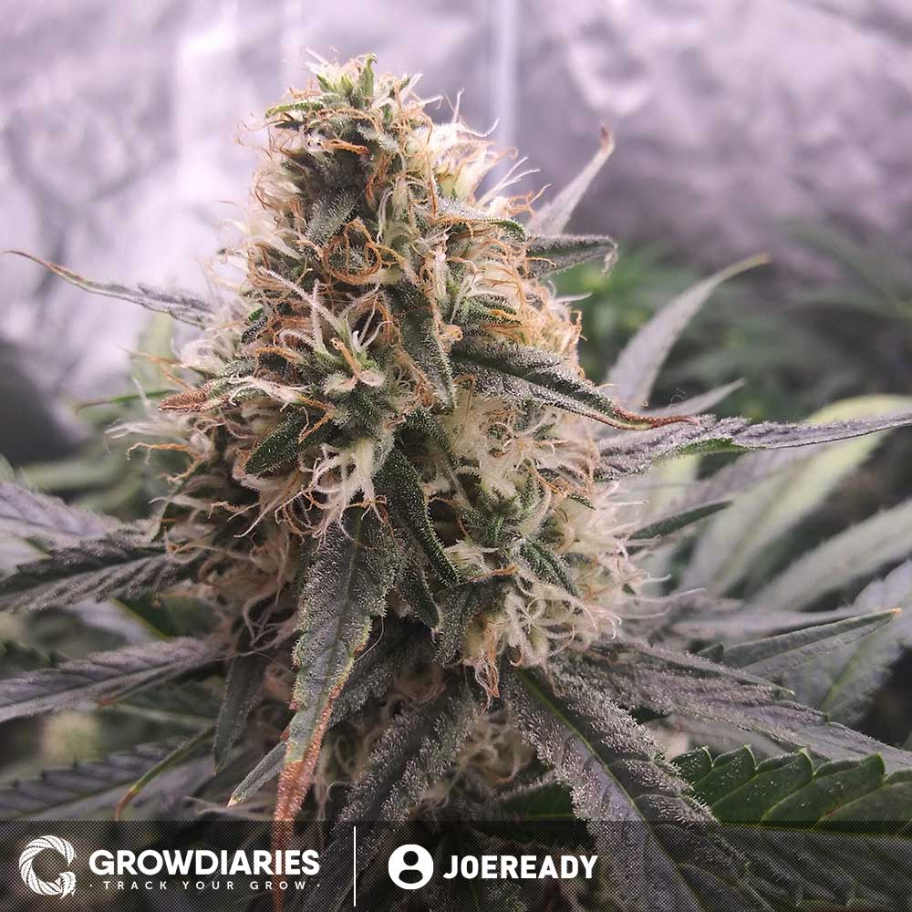 Strawberry Ice ® Feminized Seeds