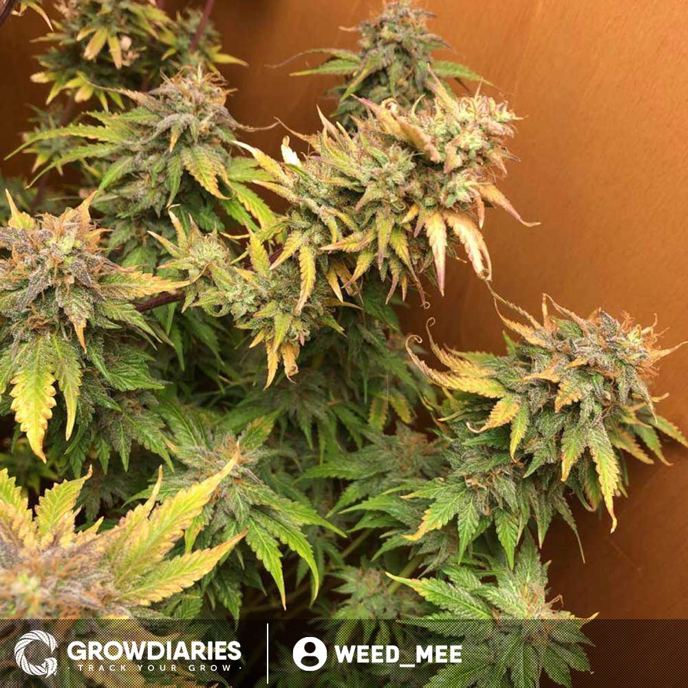 Forest Fruits Autoflower Seeds