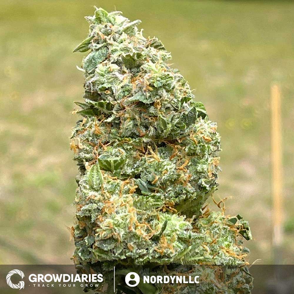 Limoncello Haze ® Autoflower Seeds