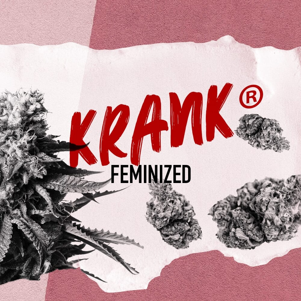 Krank ® Feminized Seeds