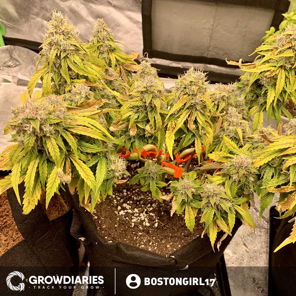 Light of Jah ® Autoflower Seeds