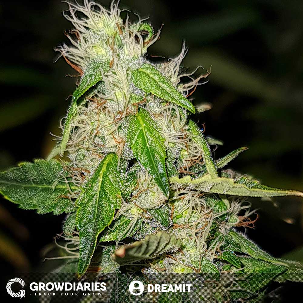 blue dream seeds feminized
