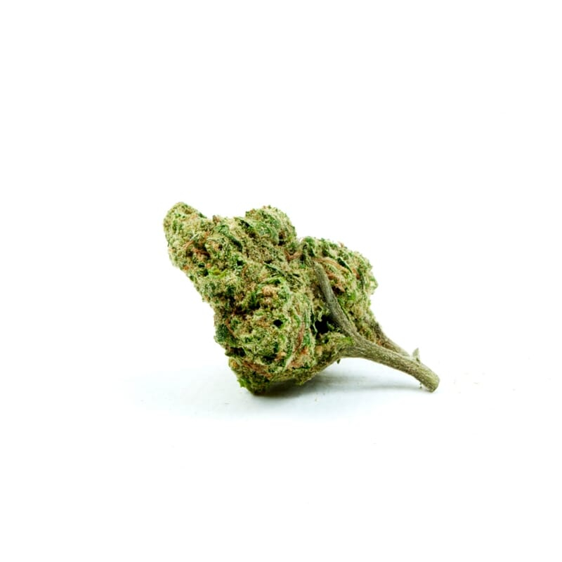 Cheese Feminized Seeds