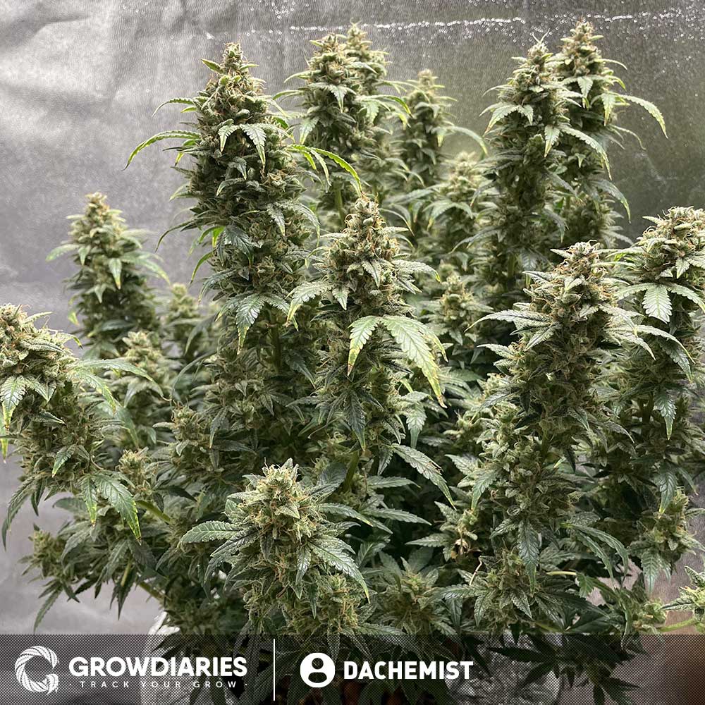 Light of Jah ® Autoflower Seeds