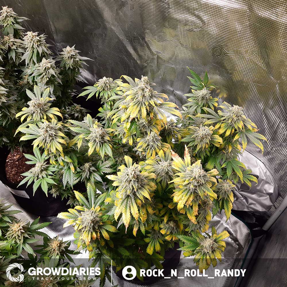 Girl Scout Cookies XTRM ® Feminized Seeds