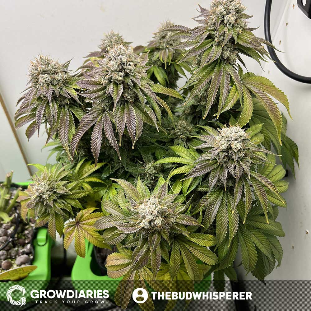 Pineapple Express Feminized Seeds