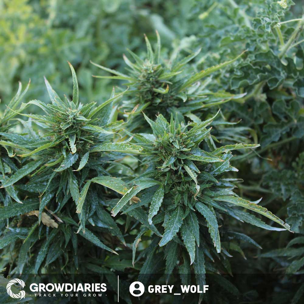 AMS XTRM ® Feminized Seeds