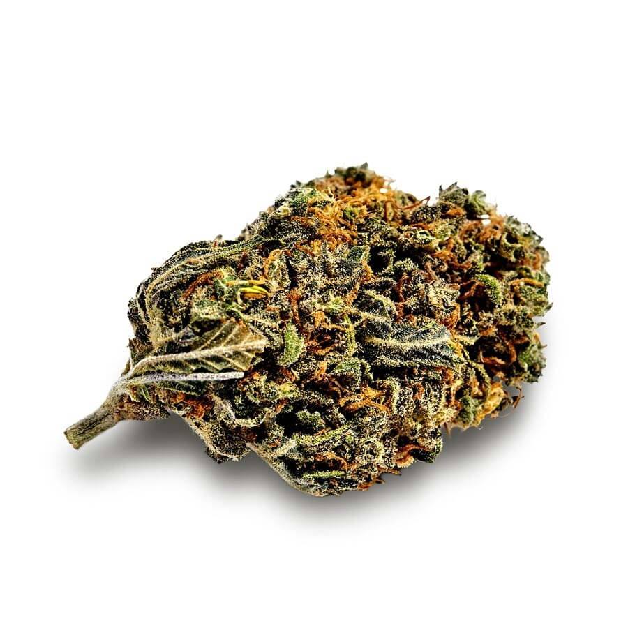 Gelato XTRM ® Feminized Seeds