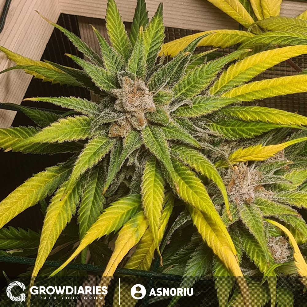 Strawberry Ice ® Feminized Seeds