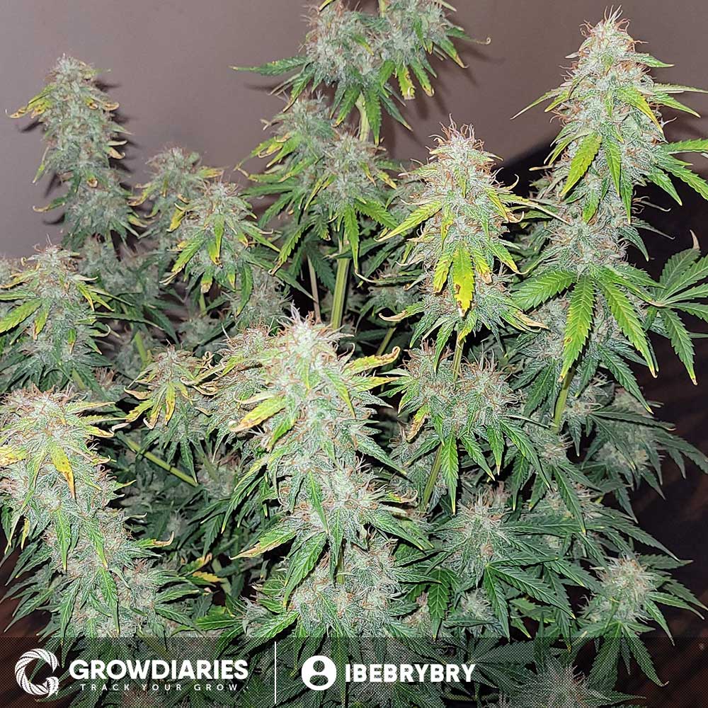 Blueberry 420 Autoflower Seeds