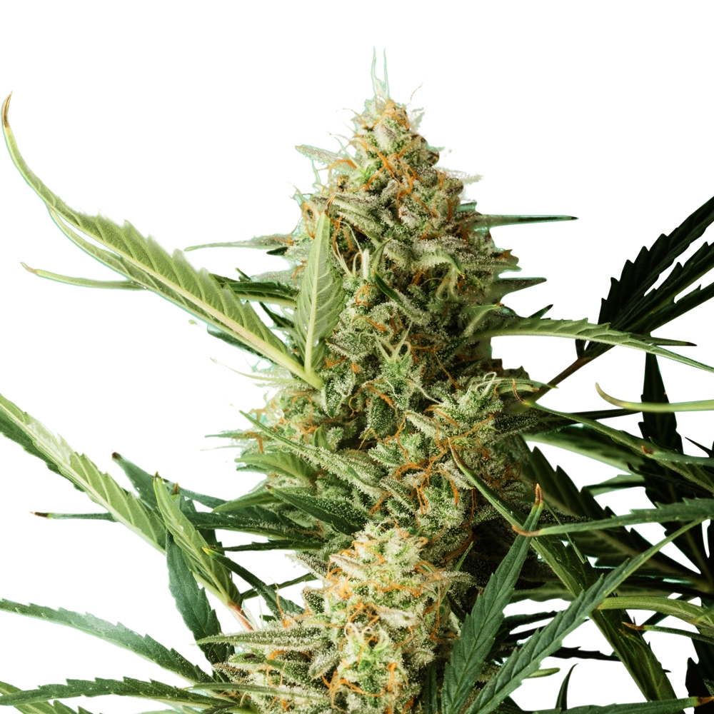 Ghost Train XTRM ® Feminized Seeds