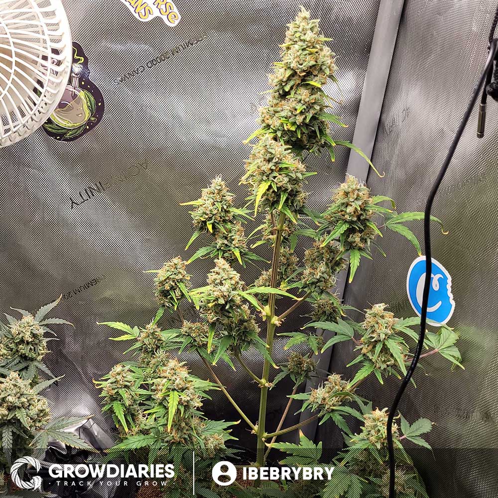 Pineapple Express Feminized Seeds