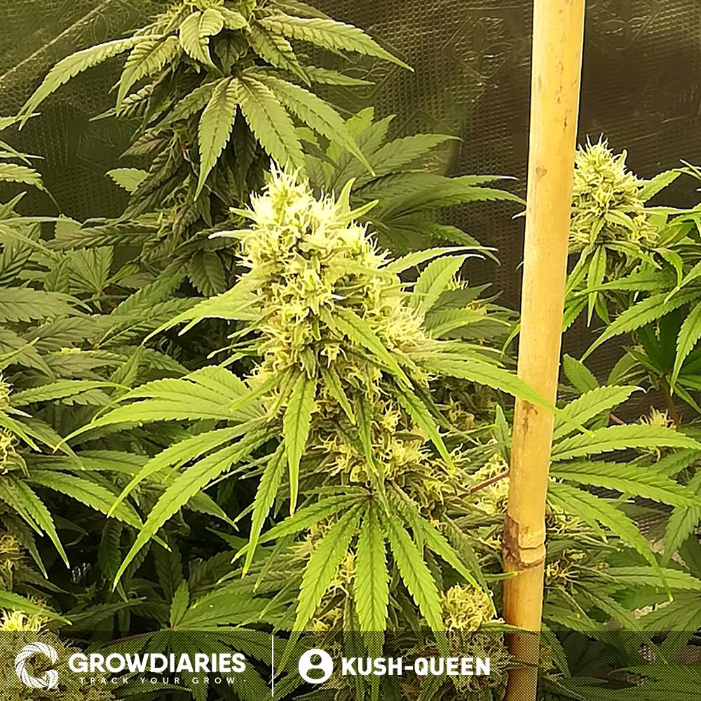 Caramelicious ® Feminized Seeds