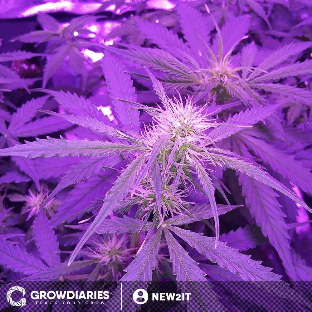 Northern Lights XTRM ® Autoflower Seeds