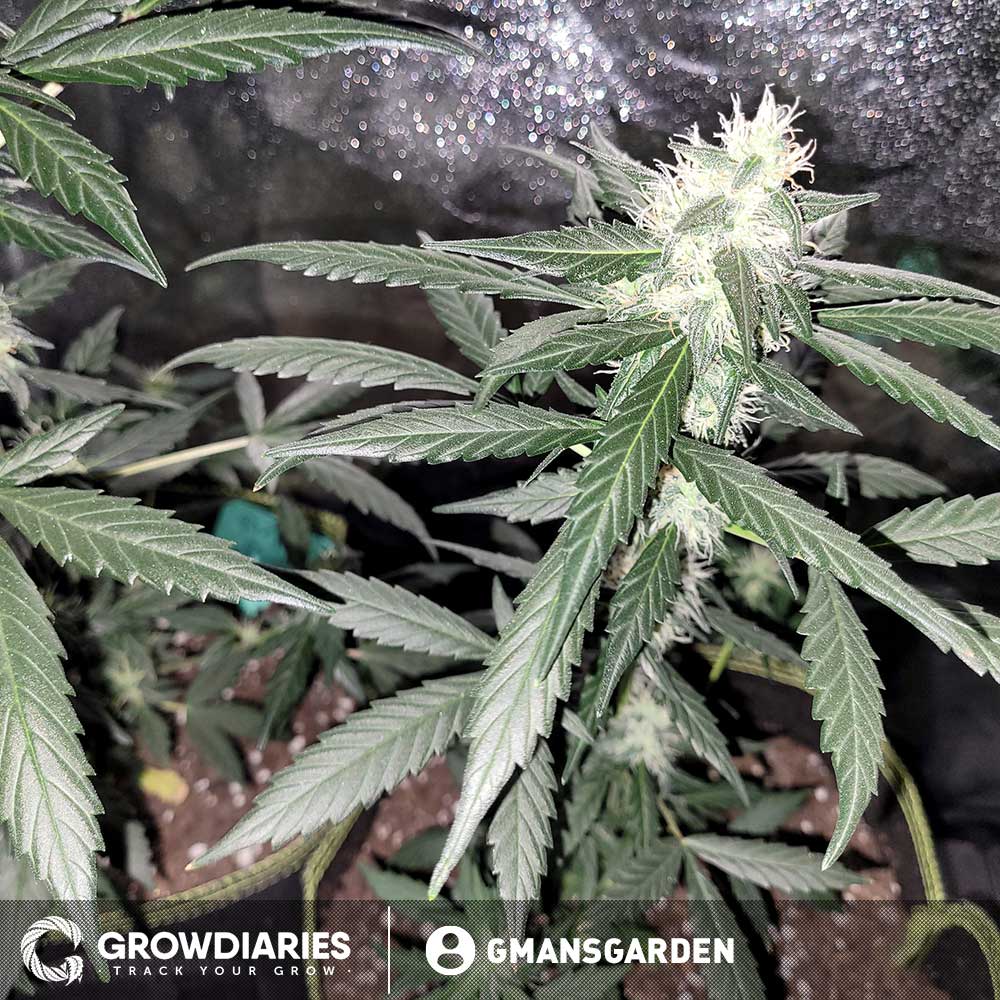 Purple Power XTRM Autoflower Seeds