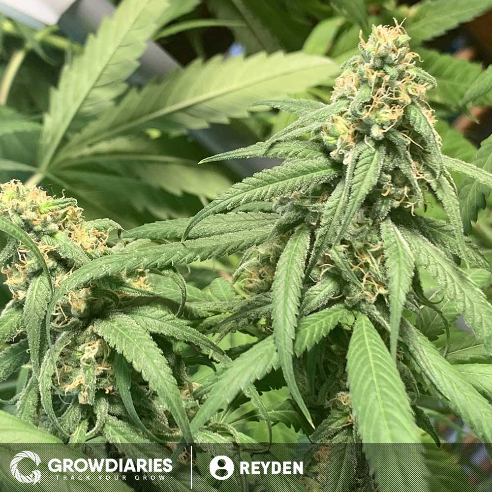 Grow Master Kush Weed