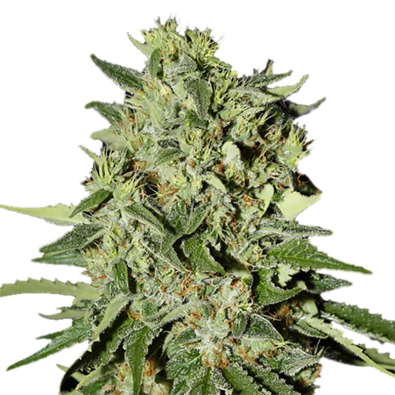 White Widow Autoflower Seeds