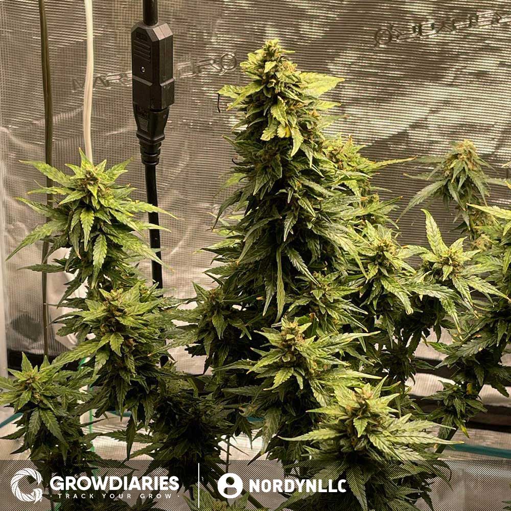 Blueberry 420 Autoflower Seeds