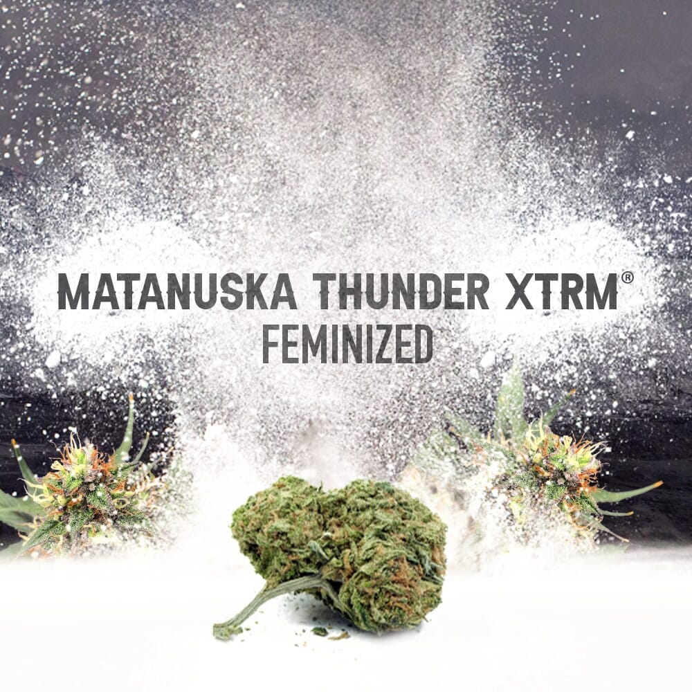 Matanuska Thunder XTRM ® Feminized Seeds