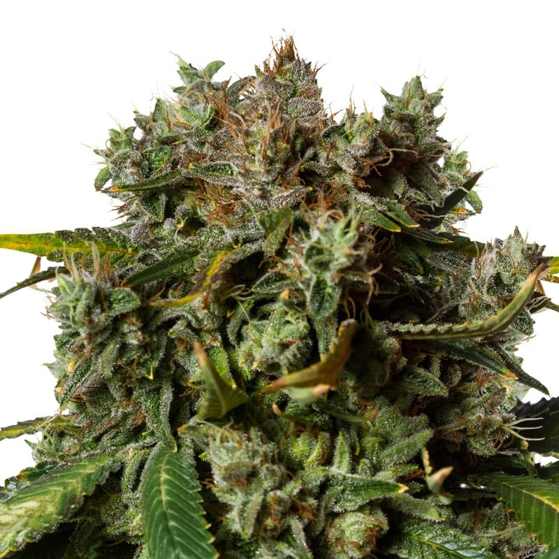 Orange Bud Autoflower Seeds