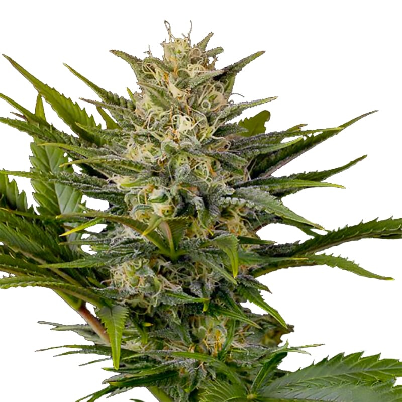 Skunk Supreme Feminized Seeds