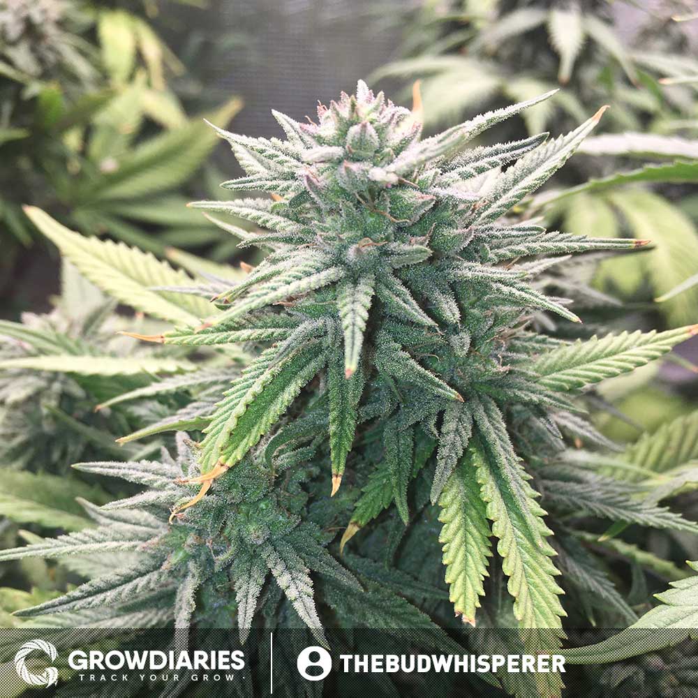 Boogie Nights ® Feminized Seeds