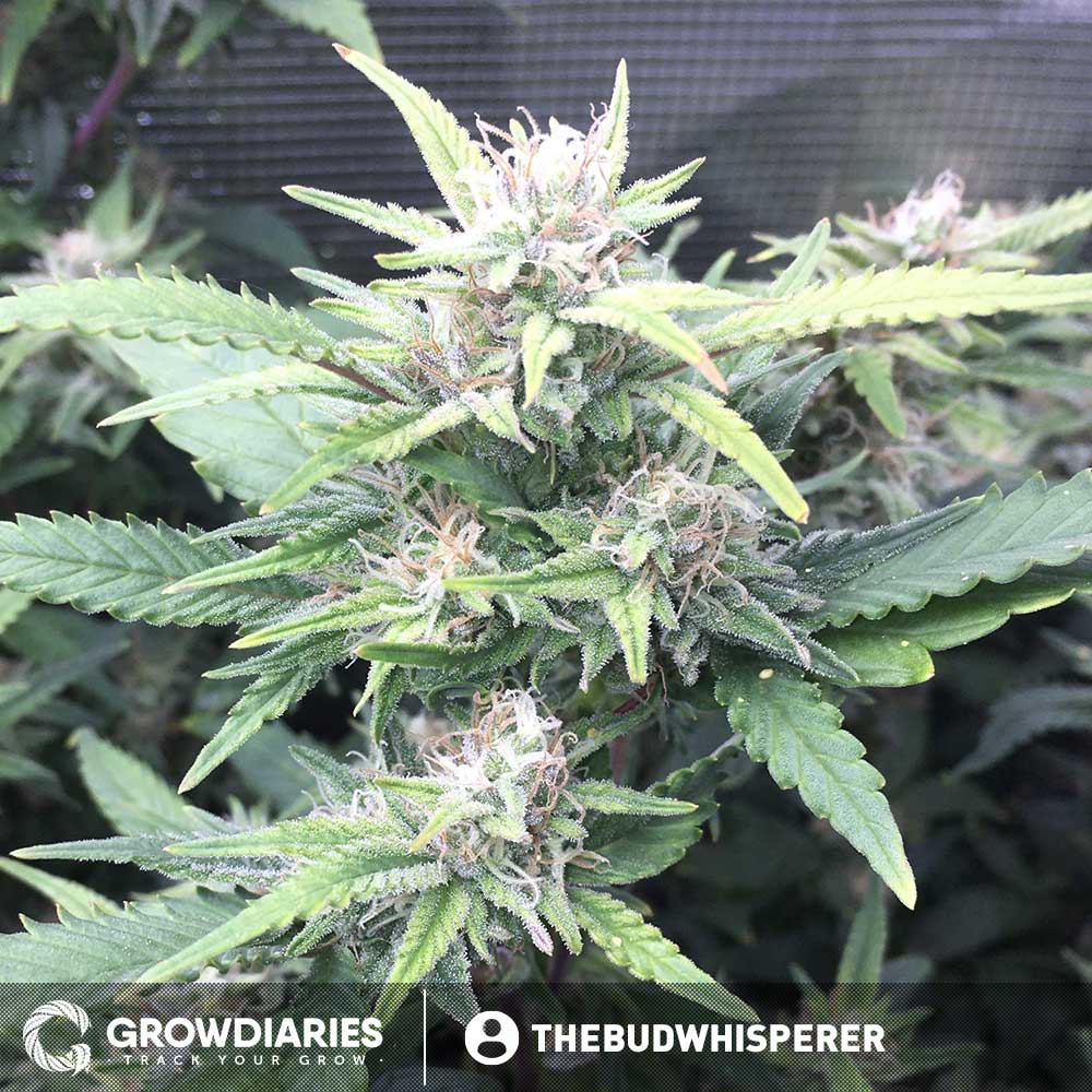 Boogie Nights ® Feminized Seeds