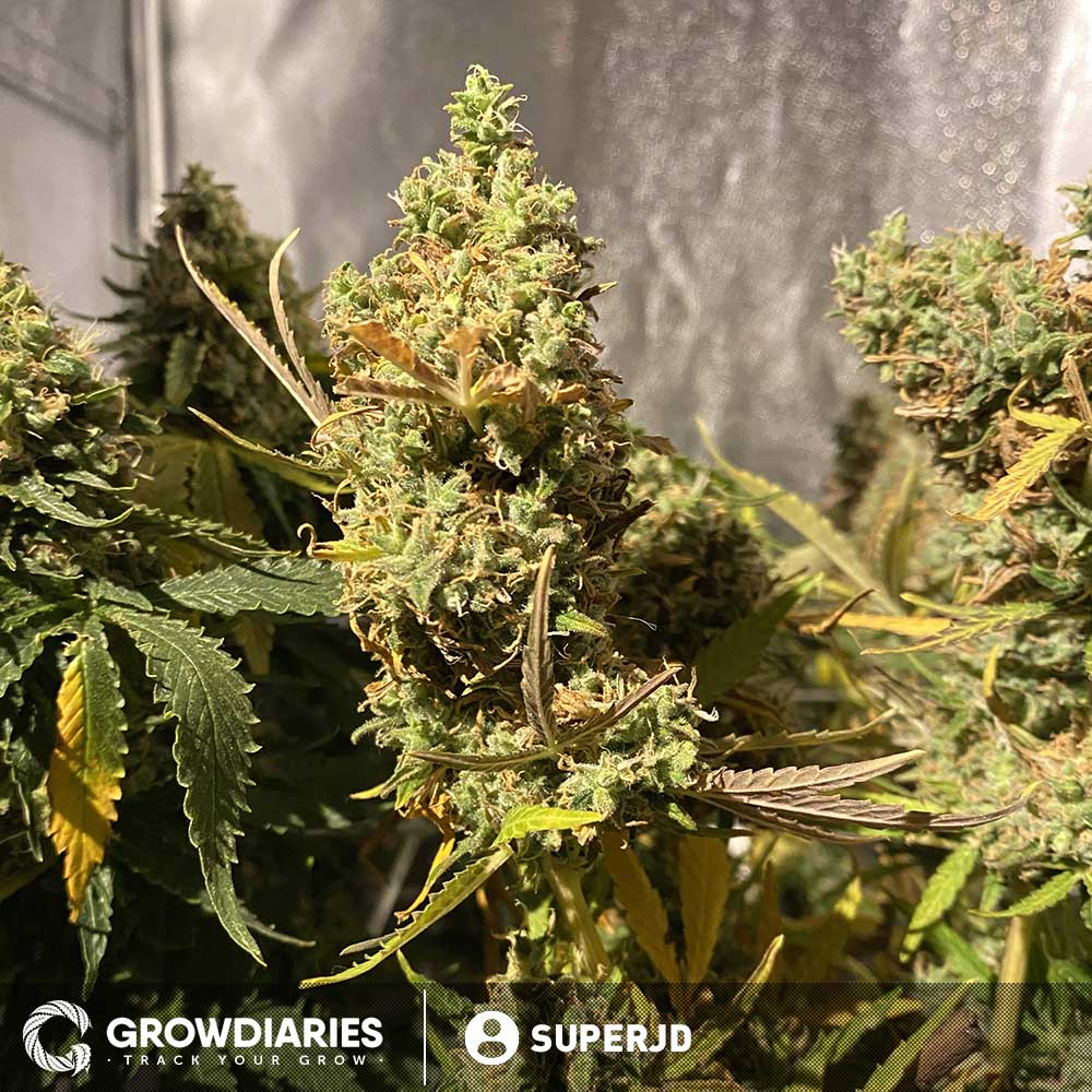 Grow White Widow