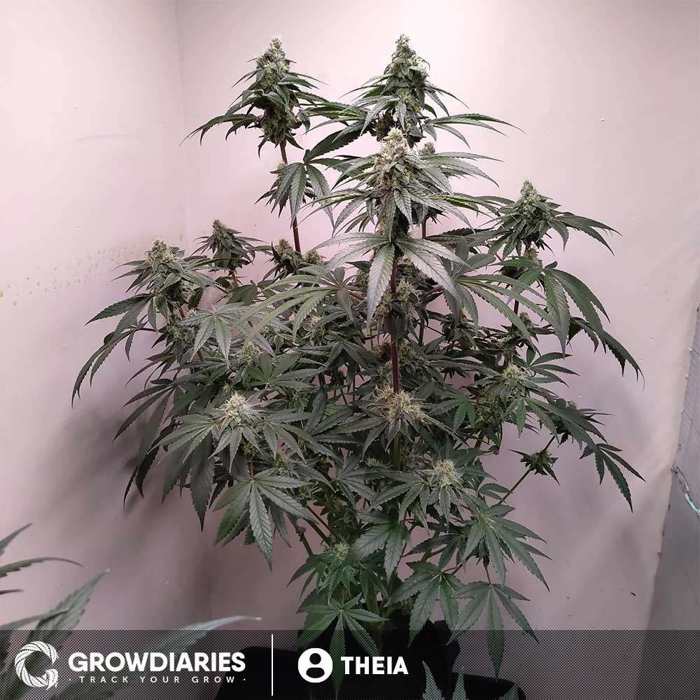 White Widow Feminized Seeds