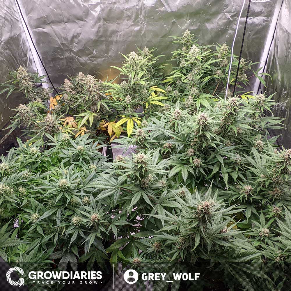 White Widow Marijuana Seeds