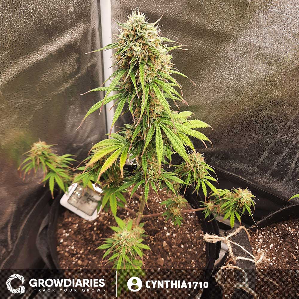 Forest Fruits Autoflower Seeds