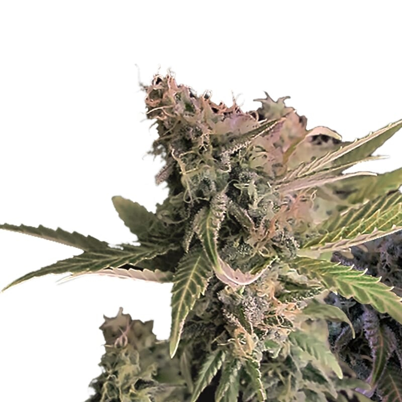 Northern Lights XTRM ® Regular Seeds