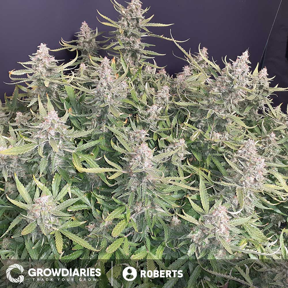 Light of Jah ® Autoflower Seeds